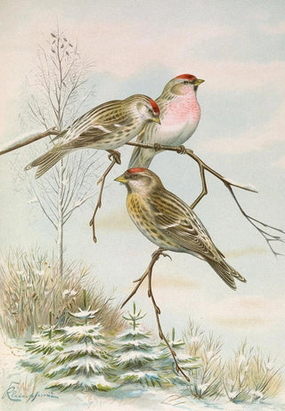 Johann Friedrich Naumann - Acanthis linaria.webp