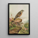 Accentor collaris - Johann Friedrich Naumann — inramlat konstverk på väggen