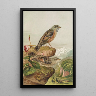 Johann Friedrich Naumann - Accentor collaris.webp
