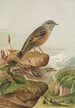 Accentor collaris - Johann Friedrich Naumann — vy av konstverket