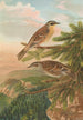 Accentor modularis Accentor montanellus - Johann Friedrich Naumann — vy av konstverket