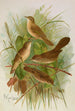 Acrocephalus agricolus Jardon Cettia cetti Marm Locustella lanceolata - Johann Friedrich Naumann — vy av konstverket
