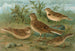 Alauda arvensis, Calandrella brachydactyla, Calandrella pispoletta - Johann Friedrich Naumann — vy av konstverket