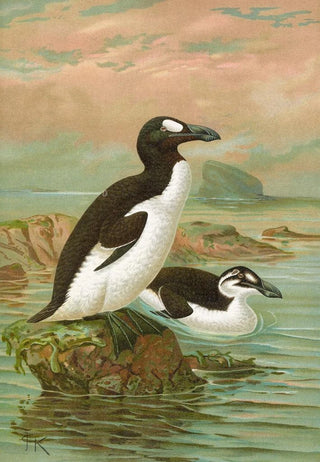 Johann Friedrich Naumann - Alca impennis L Riesenalk.webp