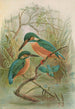 Alcedo ispida - Johann Friedrich Naumann — vy av konstverket