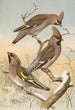 Ampelis garrulus - Johann Friedrich Naumann — vy av konstverket