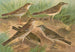 Pipit obscur Gustavi Swinhoe campestris spipoletta Richardi - Johann Friedrich Naumann — vy av konstverket