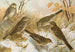 Anthus pratensis cervinus spipoletta obscurus - Johann Friedrich Naumann — vy av konstverket