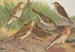 Anthus trivialis pratensis Richardi Vieillot cervinus pensilvanicus - Johann Friedrich Naumann — vy av konstverket