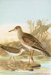 Bartramia longicauda Tringoides macularius - Johann Friedrich Naumann — vy av konstverket