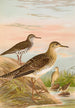 Bartramia longicauda Tringoides macularius Tryngites rufescens - Johann Friedrich Naumann — vy av konstverket