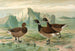 Branta bernicla - Johann Friedrich Naumann — vy av konstverket