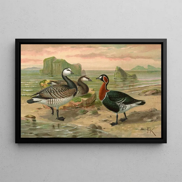 Johann Friedrich Naumann - Branta leucopsis.webp