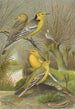 Budytes citreolus Budytes campestris - Johann Friedrich Naumann — vy av konstverket