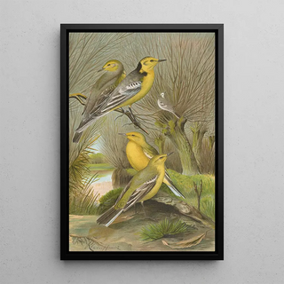 Johann Friedrich Naumann - Budytes citreolus Budytes campestris.webp