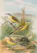 Budytes flavus - Johann Friedrich Naumann — vy av konstverket