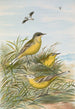 Budytes taivanus Swinhoe Budytes flavus beema Sykes Budytes flavus borealis - Johann Friedrich Naumann — vy av konstverket
