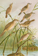 Calamodus schoenobaenus aquaticus arundinaceus - Johann Friedrich Naumann — vy av konstverket
