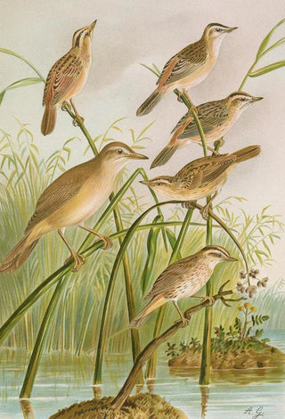 Johann Friedrich Naumann - Calamodus schoenobaenus aquaticus arundinaceus.webp