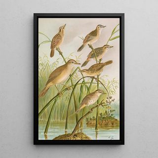 Johann Friedrich Naumann - Calamodus schoenobaenus aquaticus arundinaceus.webp