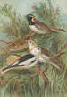 Calcarius lapponicus Plectrophenax nivalis - Johann Friedrich Naumann — vy av konstverket