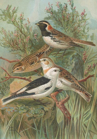 Johann Friedrich Naumann - Calcarius lapponicus Plectrophenax nivalis.webp