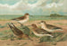 Calidris arenaria Limicola platyrhyncha - Johann Friedrich Naumann — vy av konstverket
