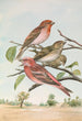 Carpodacus erythrinus Pall Carpodacus roseus - Johann Friedrich Naumann — vy av konstverket