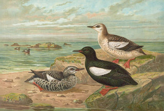 Johann Friedrich Naumann - Cepphus grylle L GryllTeiste.webp