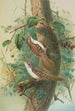 Certhia familiaris Certhia familiaris brachydactyla - Johann Friedrich Naumann — vy av konstverket