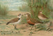 Charadrius alexandrinus Charadrius morinellus - Johann Friedrich Naumann — vy av konstverket