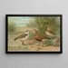 Charadrius alexandrinus Charadrius morinellus - Johann Friedrich Naumann — inramlat konstverk på väggen