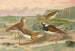 Charadrius asiaticus Arenaria interpres - Johann Friedrich Naumann — vy av konstverket