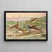 Charadrius asiaticus Arenaria interpres - Johann Friedrich Naumann — inramlat konstverk på väggen