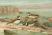 Charadrius dubius Scop - Johann Friedrich Naumann — vy av konstverket