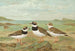Charadrius hiaticula - Johann Friedrich Naumann — vy av konstverket