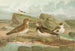 Charadrius morinellus Arenaria interpres Charadrius alexandrinus - Johann Friedrich Naumann — vy av konstverket