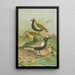 Charadrius pluvialis Charadrius squatarola - Johann Friedrich Naumann — inramlat konstverk på väggen