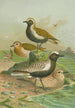 Charadrius pluvialis Charadrius squatarola - Johann Friedrich Naumann — vy av konstverket