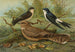 Hirondelle de fenêtre Engoulevent d'Égypte Lichtenstein - Johann Friedrich Naumann — vy av konstverket