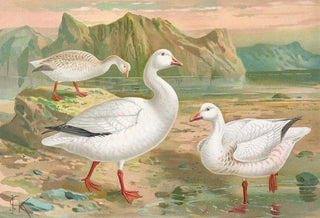 Johann Friedrich Naumann - Chen hyperboreus.webp