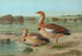 Chenalopex aegyptiacus - Johann Friedrich Naumann — vy av konstverket