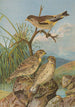 Chloris sinica Passer petronius - Johann Friedrich Naumann — vy av konstverket