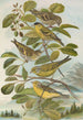 Chrysomitris spinus Chrysomitris citrinella Chrysomitris corsicanus - Johann Friedrich Naumann — vy av konstverket