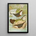 Cinclus cinclus aquaticus Cinclus cinclus Cinclus Pallasi Temm - Johann Friedrich Naumann — inramlat konstverk på väggen
