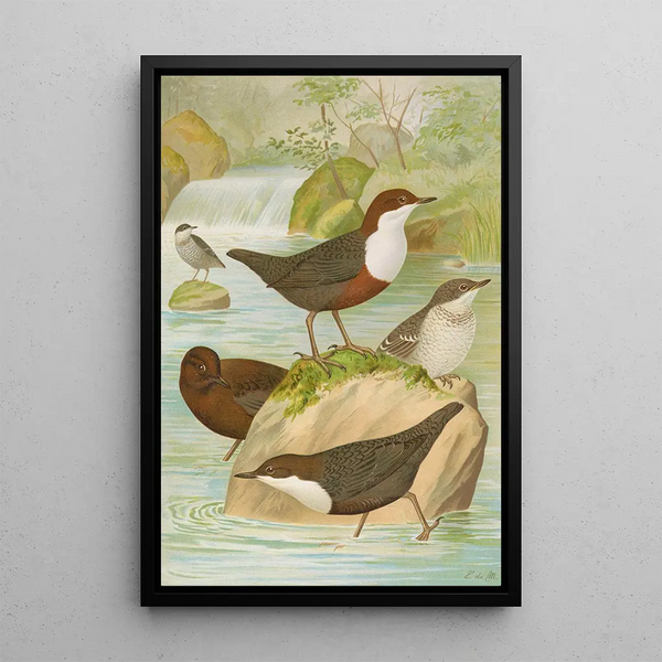 Johann Friedrich Naumann - Cinclus cinclus aquaticus Cinclus cinclus Cinclus Pallasi Temm.webp