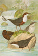 Cinclus cinclus aquaticus Cinclus cinclus Cinclus Pallasi Temm - Johann Friedrich Naumann — vy av konstverket