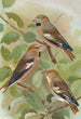 Coccothraustes coccothraustes - Johann Friedrich Naumann — vy av konstverket