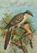 Coccystes glandarius - Johann Friedrich Naumann — vy av konstverket