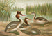 Podiceps cristatus, den häckande hägern - Johann Friedrich Naumann — vy av konstverket